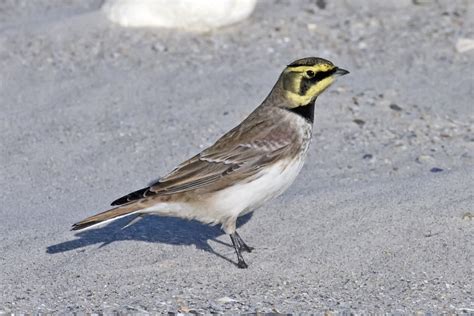 Horned Lark photos and wallpapers. Collection of the Horned Lark pictures