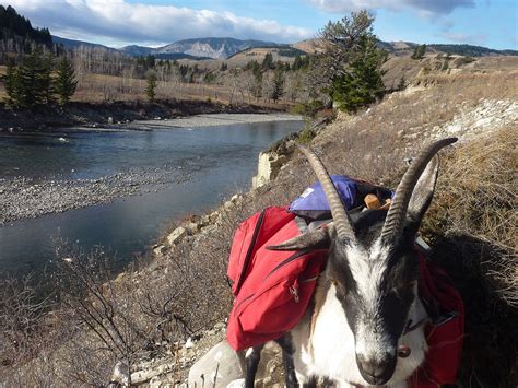 Hiking With Pack Goats! - KÜHL Born In The Mountains Blog