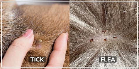 How To Get Rid Of Ticks & Fleas in Dogs – Pawsindia