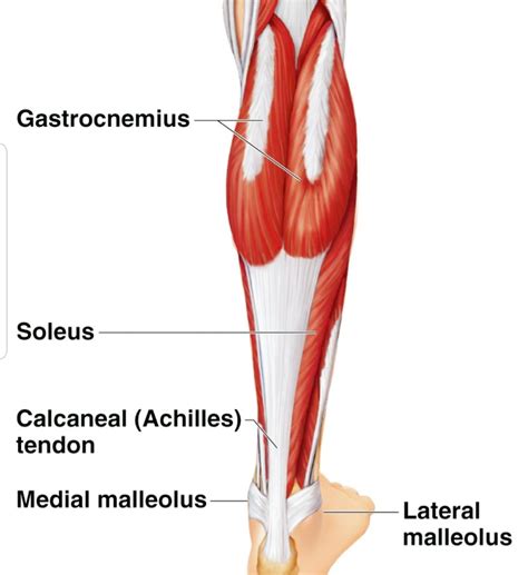 Sports Massage for Healing Painful Calf Muscles | Gen Spa