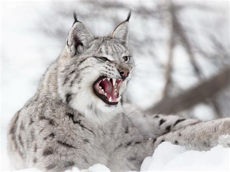 wallpaper lynx, predator, snow, aggression HD : Widescreen : High Definition : Fullscreen