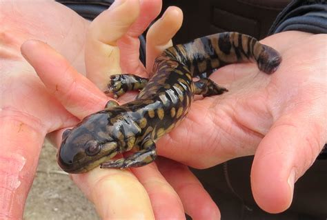 tiger salamander anatomy ~ Tiger Salamander