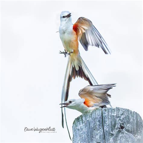 Scissor Tail Flycatcher Photograph by David Wagenblatt - Fine Art America