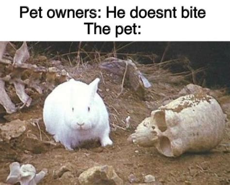 It's The Killer Rabbit of Caerbannog - Memebase - Funny Memes