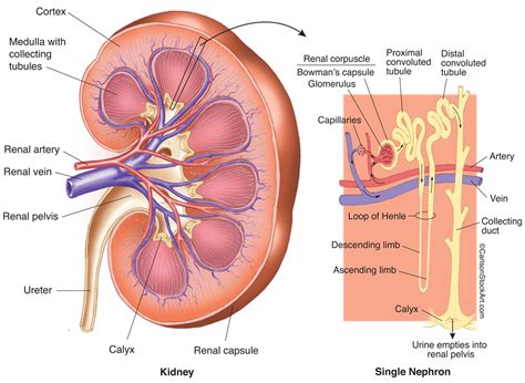 Kidney Diagram Nephron