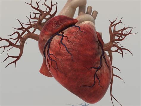 Human Heart Wallpaper Hd - vrogue.co