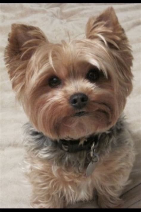 Yorkie Haircuts Long Ears