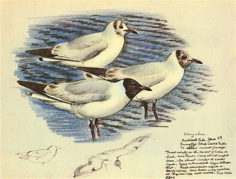 Lovely VINTAGE BIRD PRINT Seabirds BLACK HEADED GULLS Larus Ribidundus