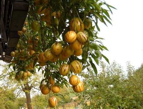 Pepino Melon ~ Eating and Growing These Tasty Melons - Rural Living Today