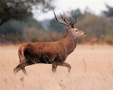 Red Deer - Facts, Diet, Habitat & Pictures on Animalia.bio