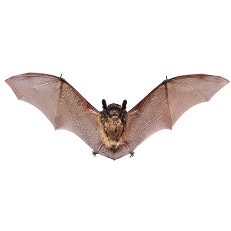 Little Brown Bat | Active Pest Control - Pest Control and Exterminator Services