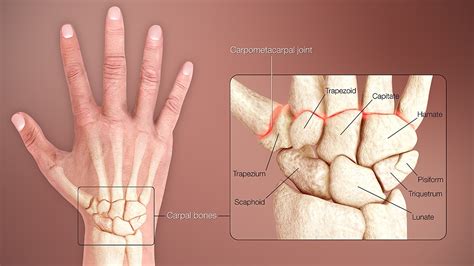 Carpal bones - Wikipedia