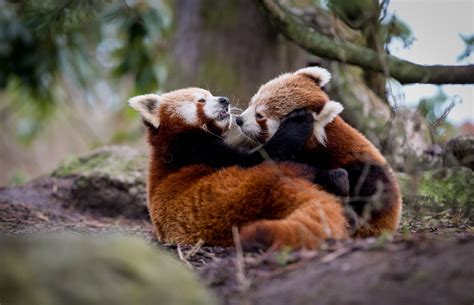 Playing red panda cubs by Frank Rønsholt - Photo 22372097 / 500px