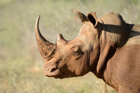 Synthetic rhinoceros horn could help save real rhinos