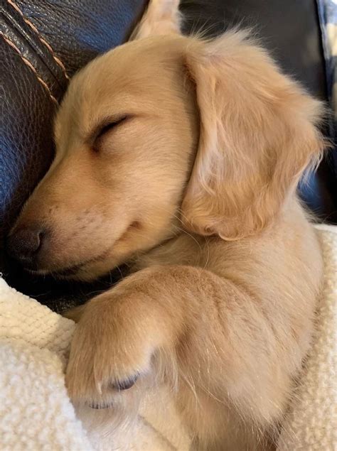 Top Funny And Cute Sleeping Moments Of Dachshunds | Sleeping dogs ...