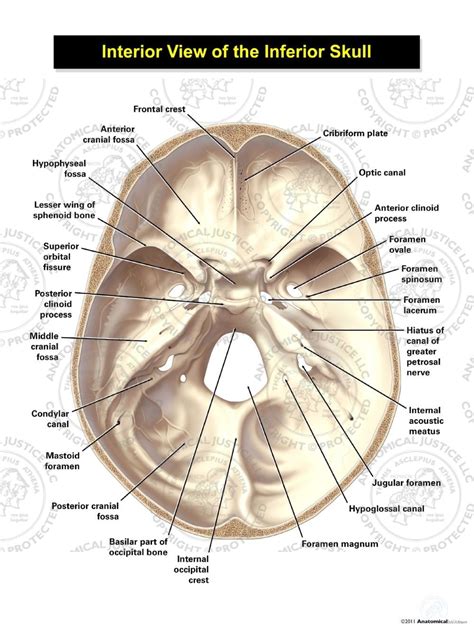 Interior View of the Inferior Skull