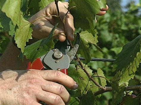 How to Grow Muscadine Grapes | how-tos | DIY