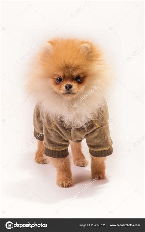 Pomeranian Spitz White Background Clothes Stock Photo by ©AnnaDarina ...