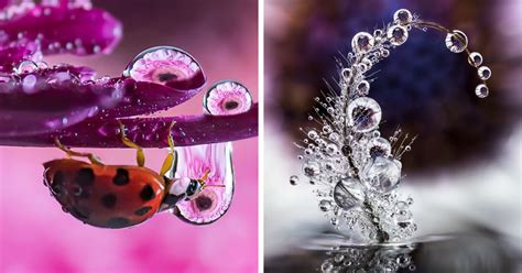 30 Mesmerizing Water Droplet Photos By A Macro Photographer | Bored Panda