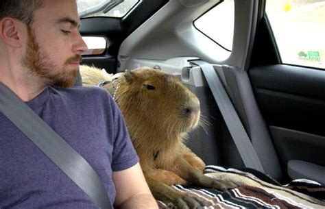 Giant Hamster: pictures of Caplin Rous the pet capybara at home in Texas