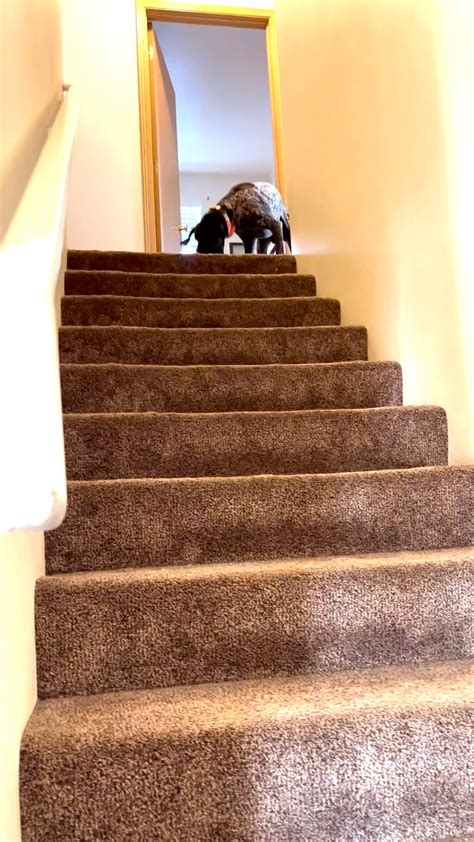 The Stair Game : r/germanshorthairs