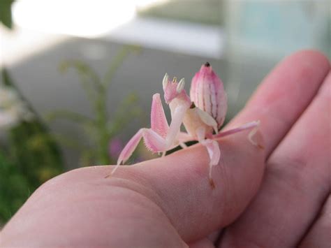 Orchid Mantis (Hymenopus coronatus) Care Sheet | Keeping Exotic Pets