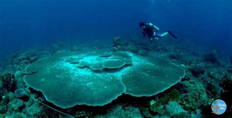 Surga Bawah Laut Kepulauan Anambas - Wisata Hits