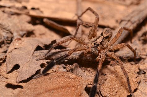 Wolf Spider Insect - Free photo on Pixabay - Pixabay