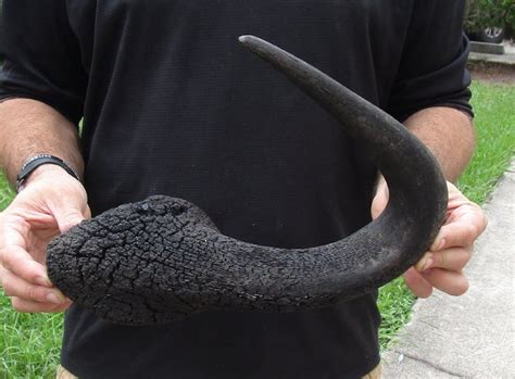 Black Wildebeest Horn 18 inches for Crafts