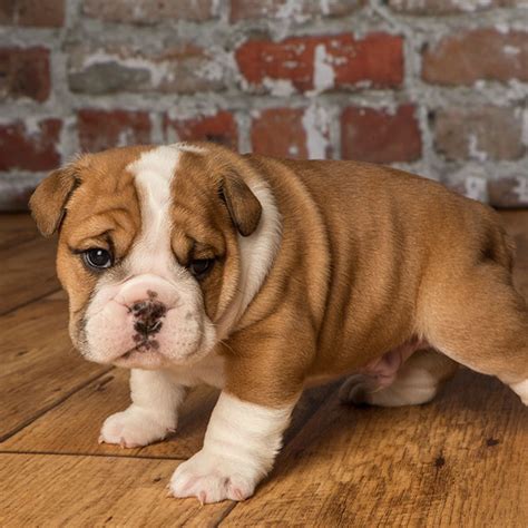 #1 | English Bulldog Puppies For Sale In Texas