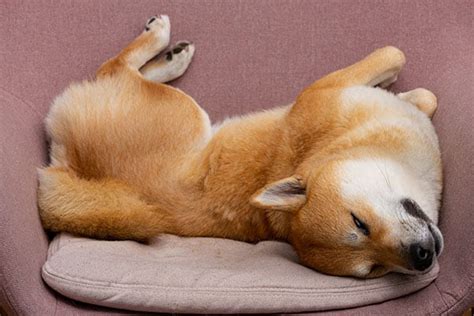 Sleeping Shiba Inus – How Much Sleep Do Shiba Inus Need? - My First Shiba Inu