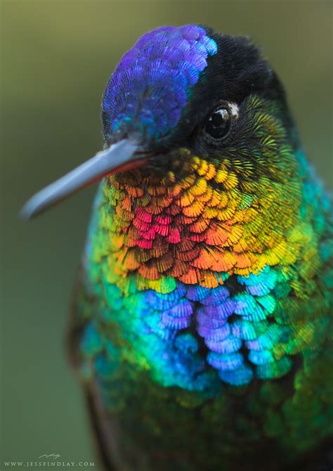 JESS FINDLAY PHOTOGRAPHY — The 15 Most Spectacular Hummingbirds!