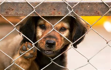 El Paso Animal Services Shelter Extending Hours In September