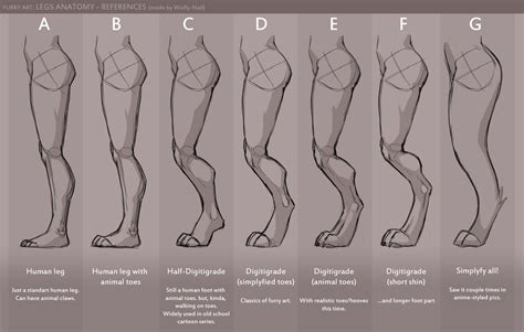 Legs anatomy references by Wolfy-Nail -- Fur Affinity [dot] net | Anatomy reference, Art ...