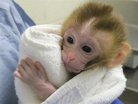 Baby monkey is first primate created using sperm from tissue transplanted into dad