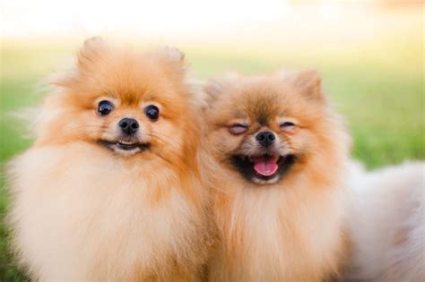 11 Best Dog Foods for Pomeranians in 2023