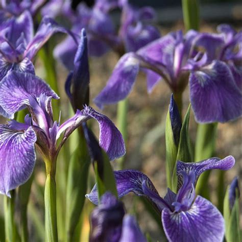 IRIS SETOSA SSP CANADENSIS SEEDS (Hookeri, Setosa Dwarf) - Plant World Seeds