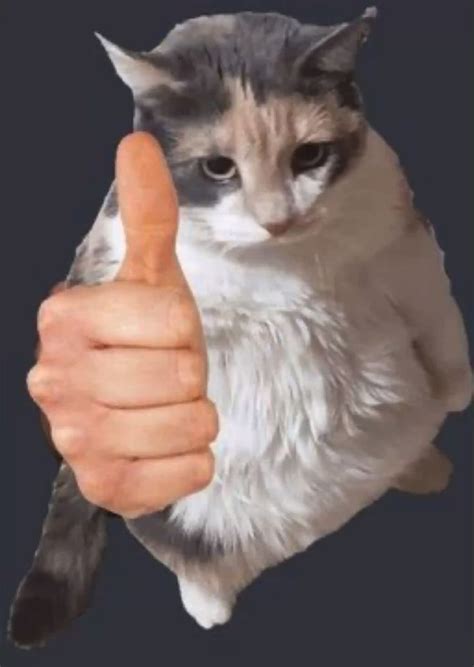 Cat thumbs up | Cat memes, Funny looking cats, Funny cute cats