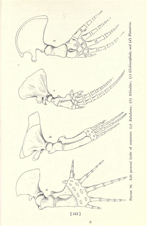 Aquatic mammals; their adaptations to life in the water : Howell, A. Brazier (Alfred Brazier ...