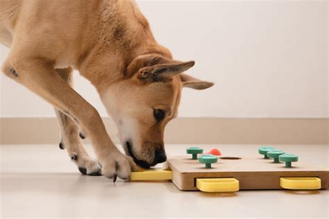 The 9 Best Dog Puzzle Toys of 2023