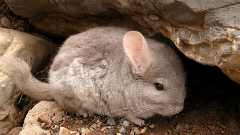 Do Chinchillas Make Good Pets