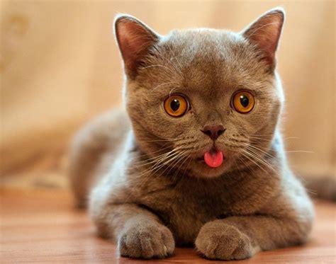 Why Do Cats Stick Their Tongues Out: The Secret Behind the “Blep” - Cat Loaf | Kitty Loaf