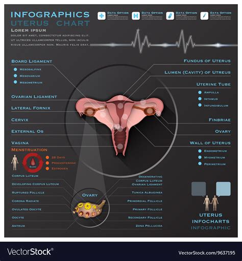 Uterus And Ovary Anatomy System Medical Royalty Free Vector