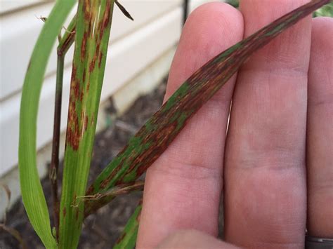 Shenandoah Switchgrass Natural Red vs. Fungus Rust [Backyard Neophyte ...