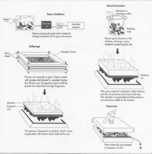 Essential oil extraction method | Essential oil distillation equipment