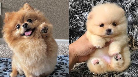 Top 12 Cutest Pomeranian Mix Dog Breeds | Puppies Club | Mixed breed ...