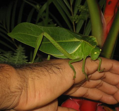 Green Crested Katydid | Project Noah