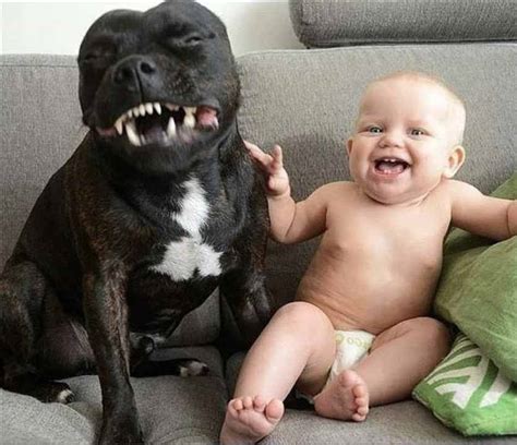 Cute Dogs And Adorable Babies