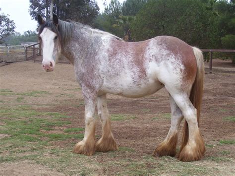 Beautiful Clydesdale Horse