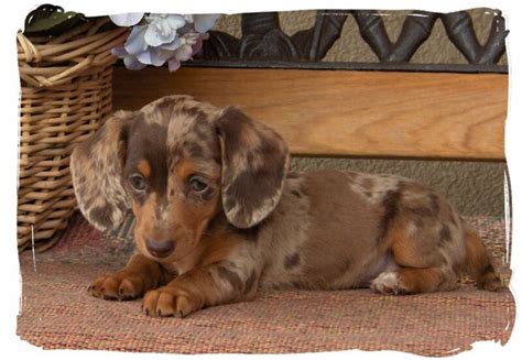 Full Grown Red Dapple Dachshund, Full Grown Mini Dachshund Appearance Health Care Dogarea ...